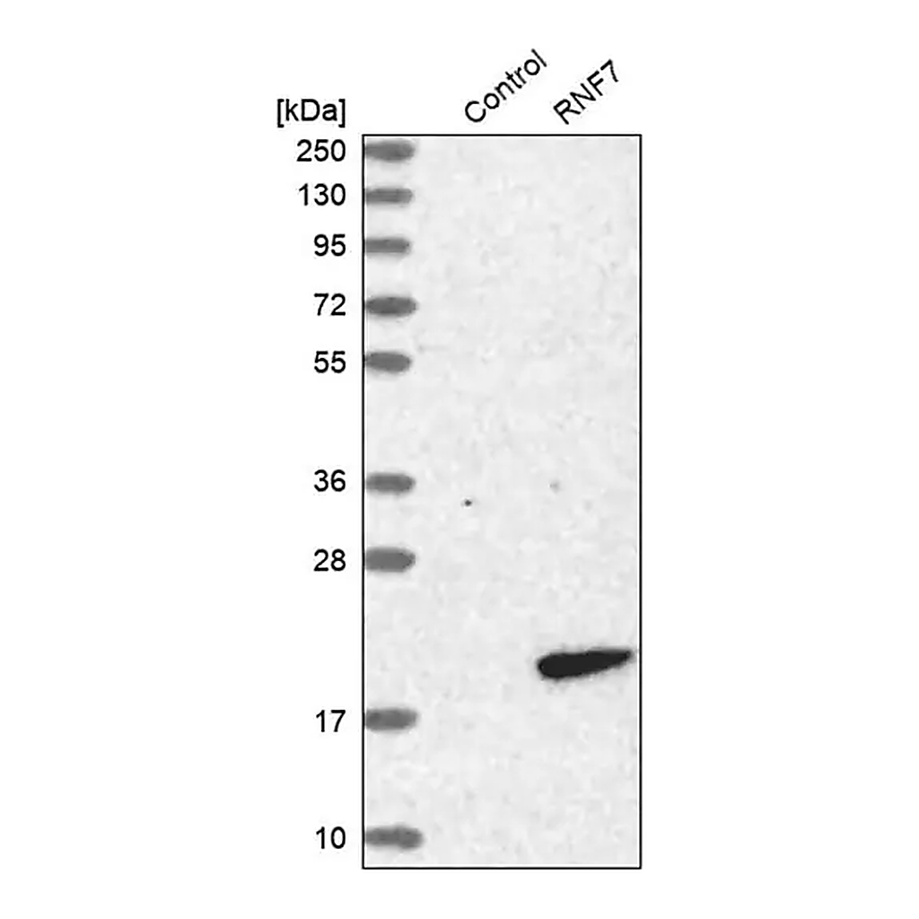 Merck Anti-RNF7 antibody produced in rabbit