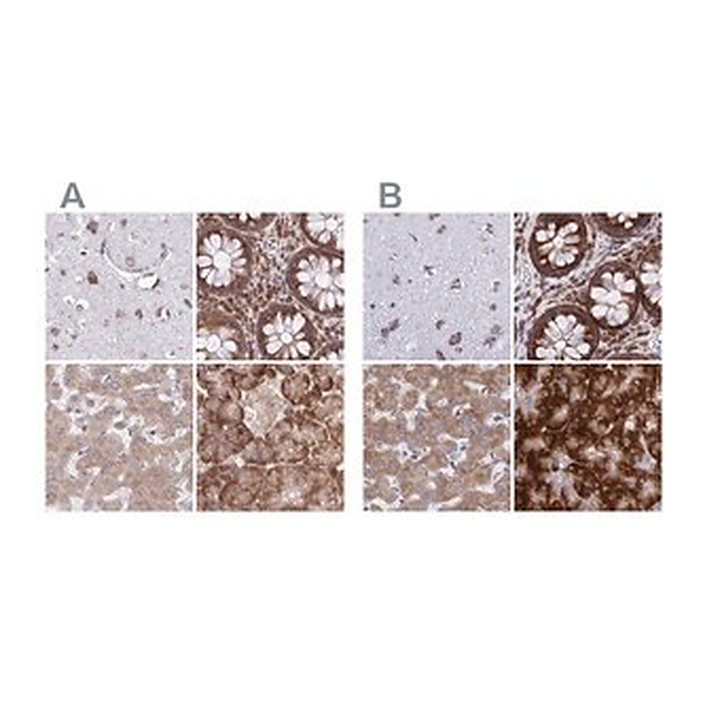 Merck Anti-RPS15 antibody produced in rabbit