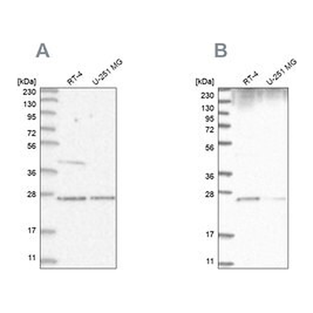 Merck Anti-GRB2 antibody produced in rabbit
