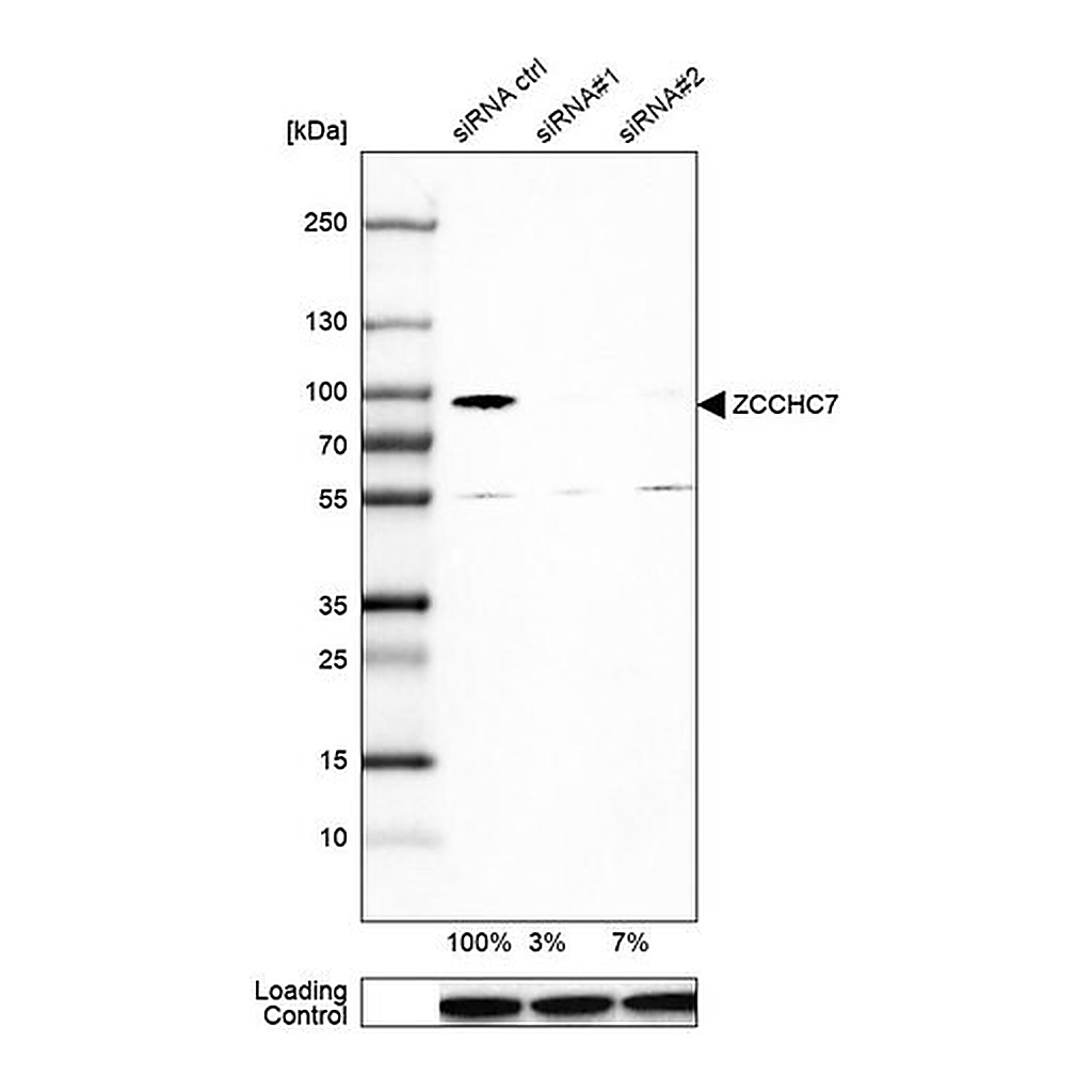 Merck Anti-ZCCHC7 antibody produced in rabbit