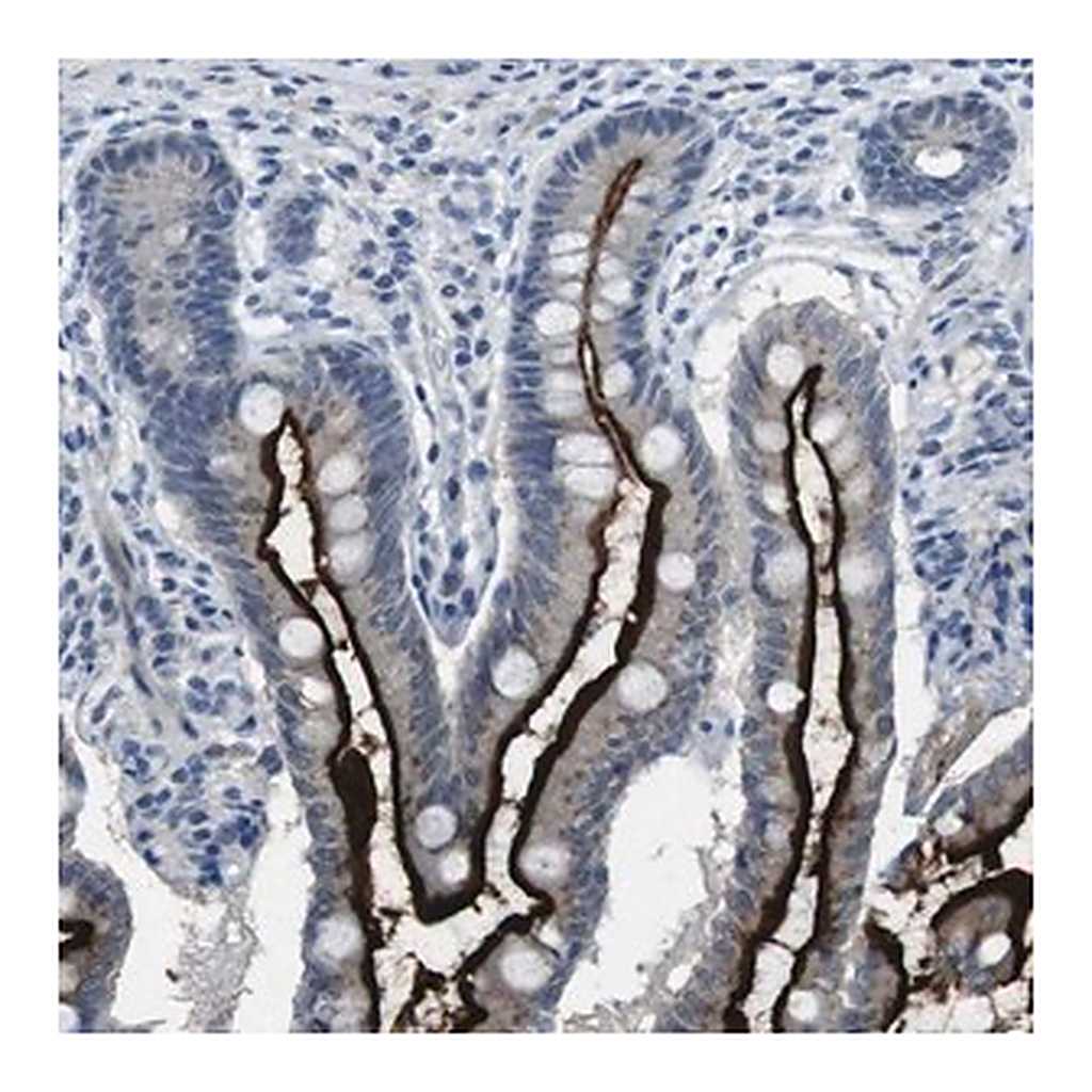 Merck Anti-CDHR2 antibody produced in rabbit