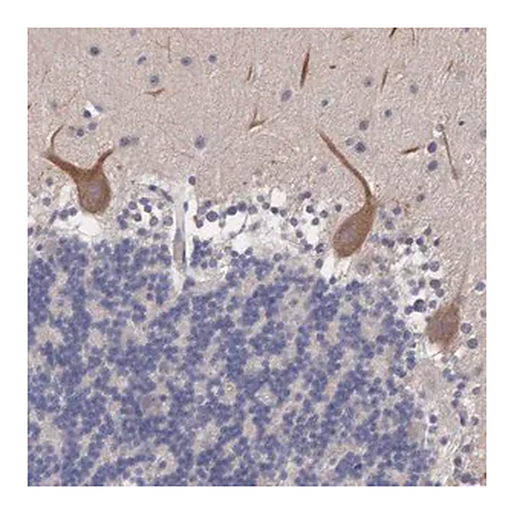 Merck Anti-ABHD4 antibody produced in rabbit