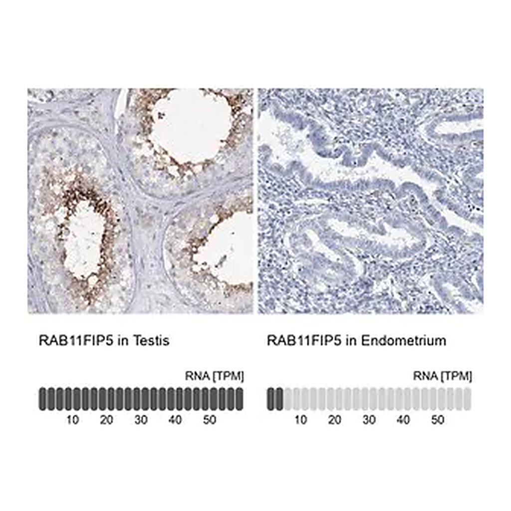 Merck Anti-RAB11FIP5 antibody produced in rabbit