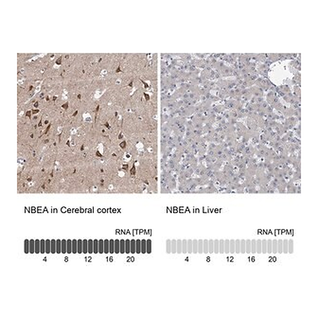 Merck Anti-NBEA antibody produced in rabbit