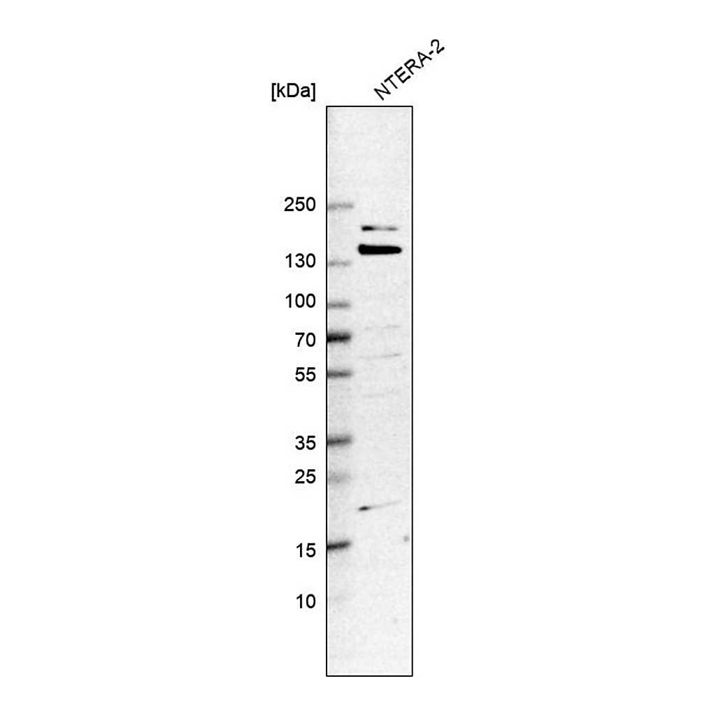 Merck Anti-WDR44 antibody produced in rabbit
