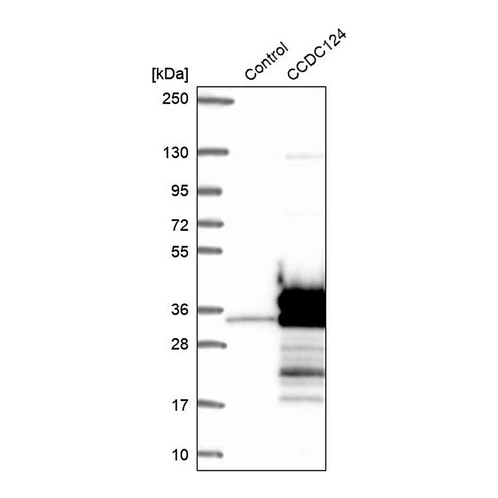 Merck Anti-CCDC124 antibody produced in rabbit