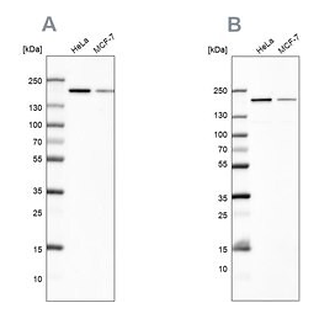 Merck Anti-ROCK2 antibody produced in rabbit