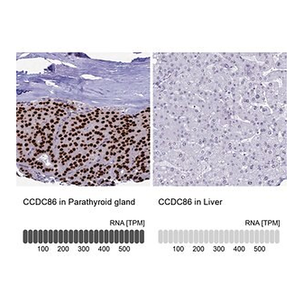 Merck Anti-CCDC86 antibody produced in rabbit