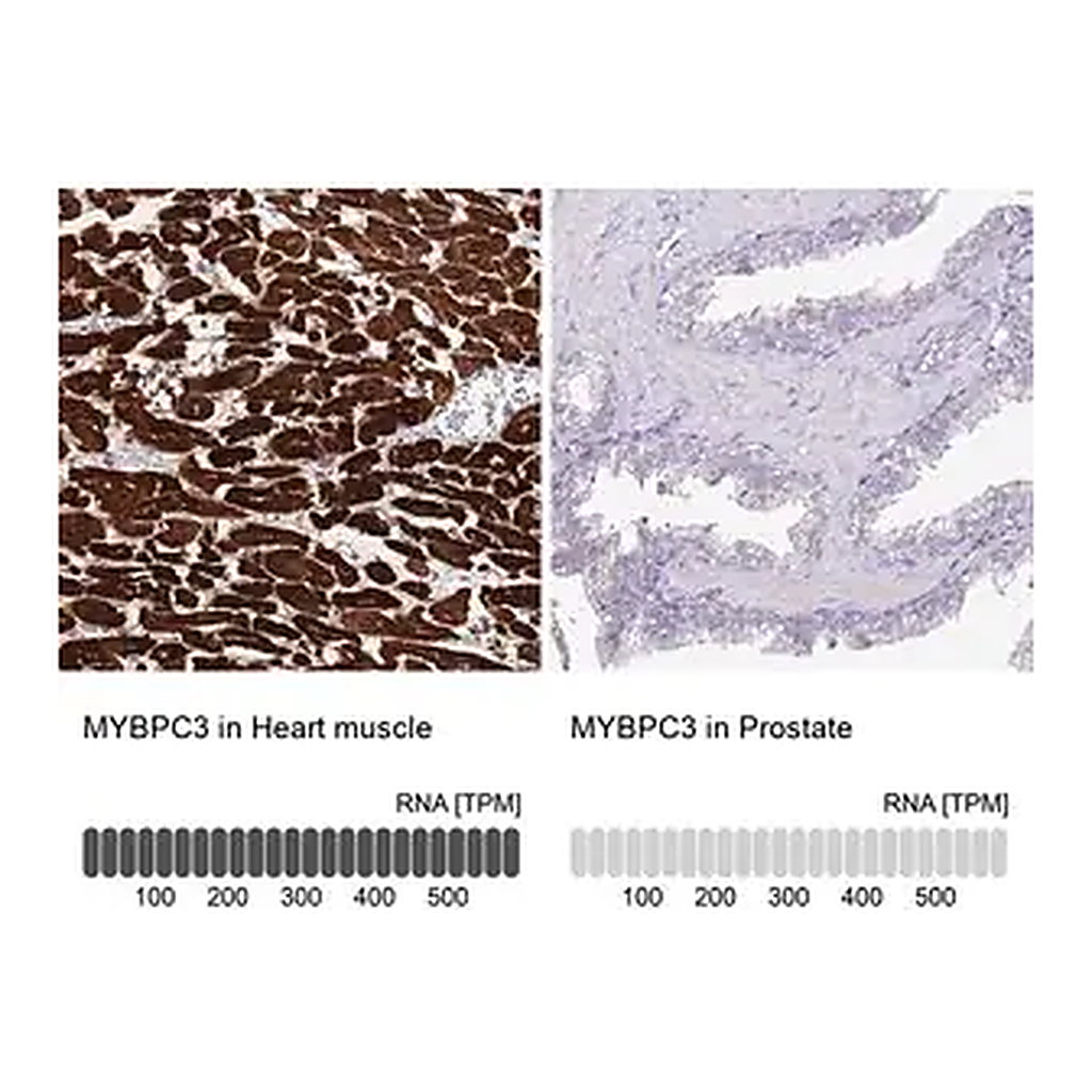 Merck Anti-MYBPC3 antibody produced in rabbit