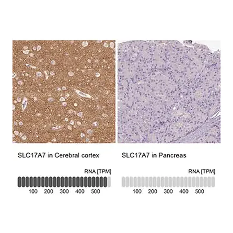 Merck Anti-VGLUT1 antibody produced in rabbit