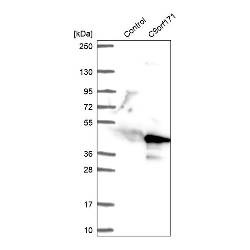 Merck Anti-CFAP77 antibody produced in rabbit