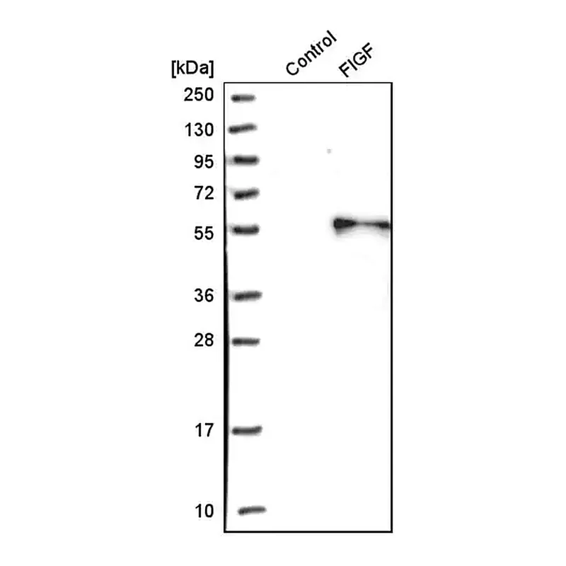 Merck Anti-VEGFD antibody produced in rabbit
