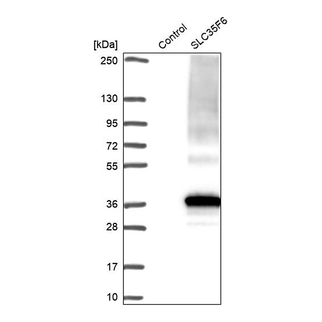 Merck Anti-SLC35F6 antibody produced in rabbit