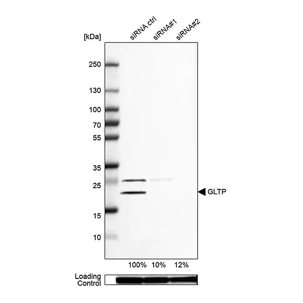 Merck Anti-GLTP antibody produced in rabbit