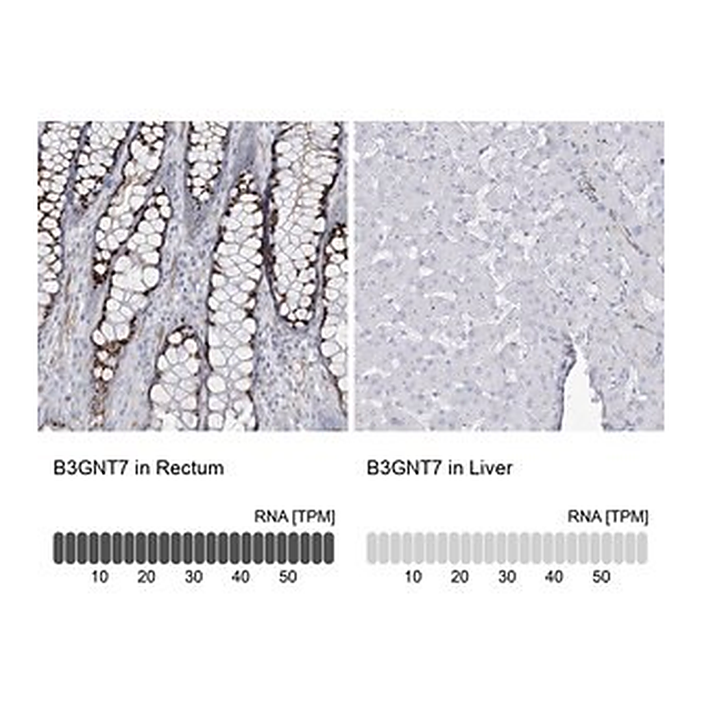 Merck Anti-B3GNT7 antibody produced in rabbit