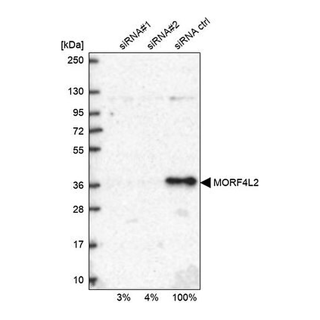 Merck Anti-MORF4L2 antibody produced in rabbit