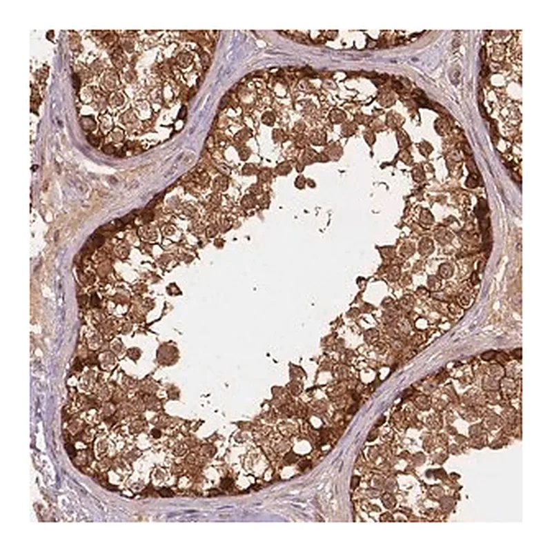 Merck Anti-XPR1 antibody produced in rabbit
