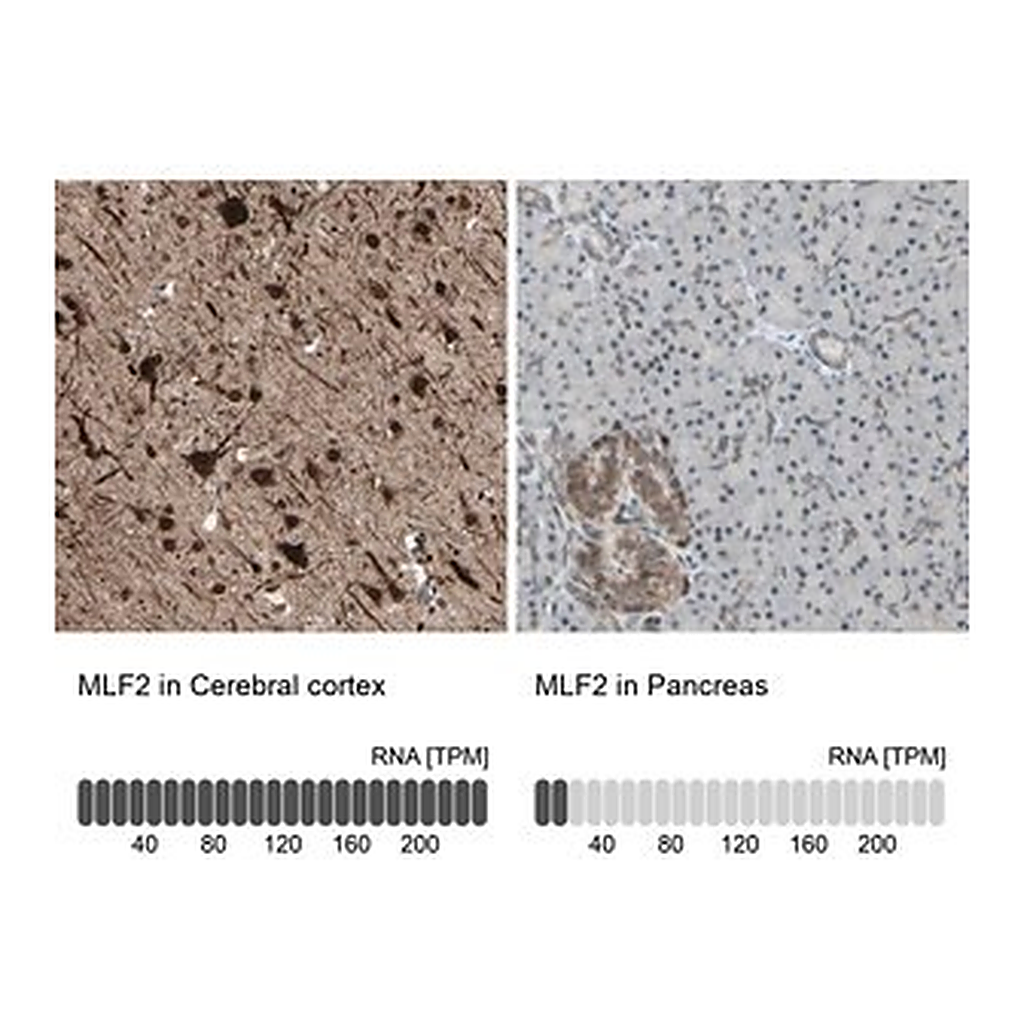 Merck Anti-MLF2 antibody produced in rabbit