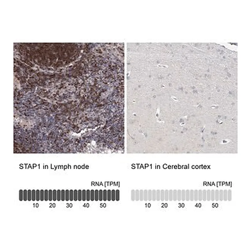 Merck Anti-STAP1 antibody produced in rabbit