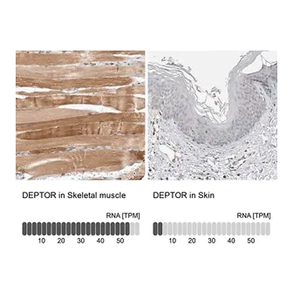Merck Anti-DEPTOR antibody produced in rabbit