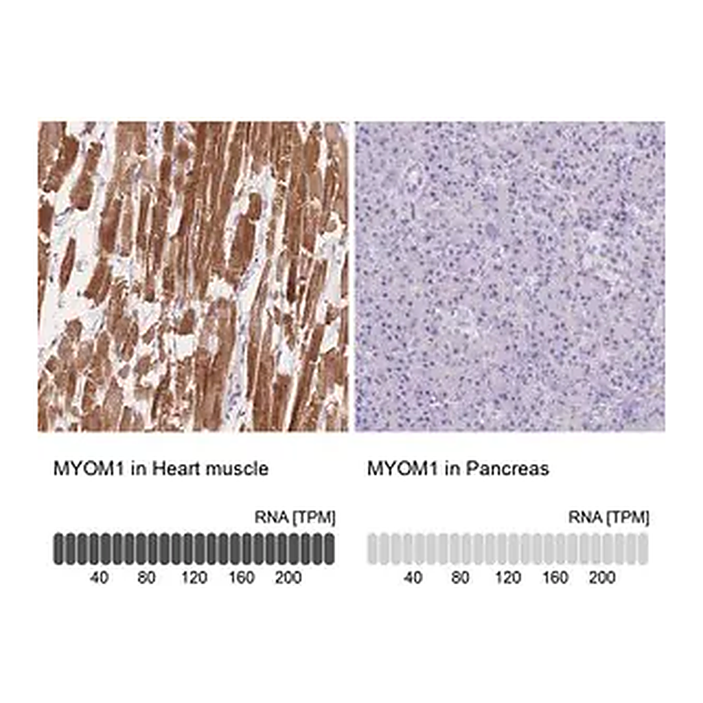 Merck Anti-MYOM1 antibody produced in rabbit