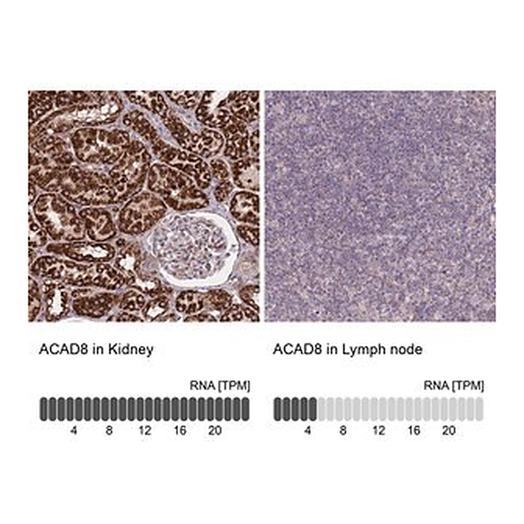 Merck Anti-ACAD8 antibody produced in rabbit