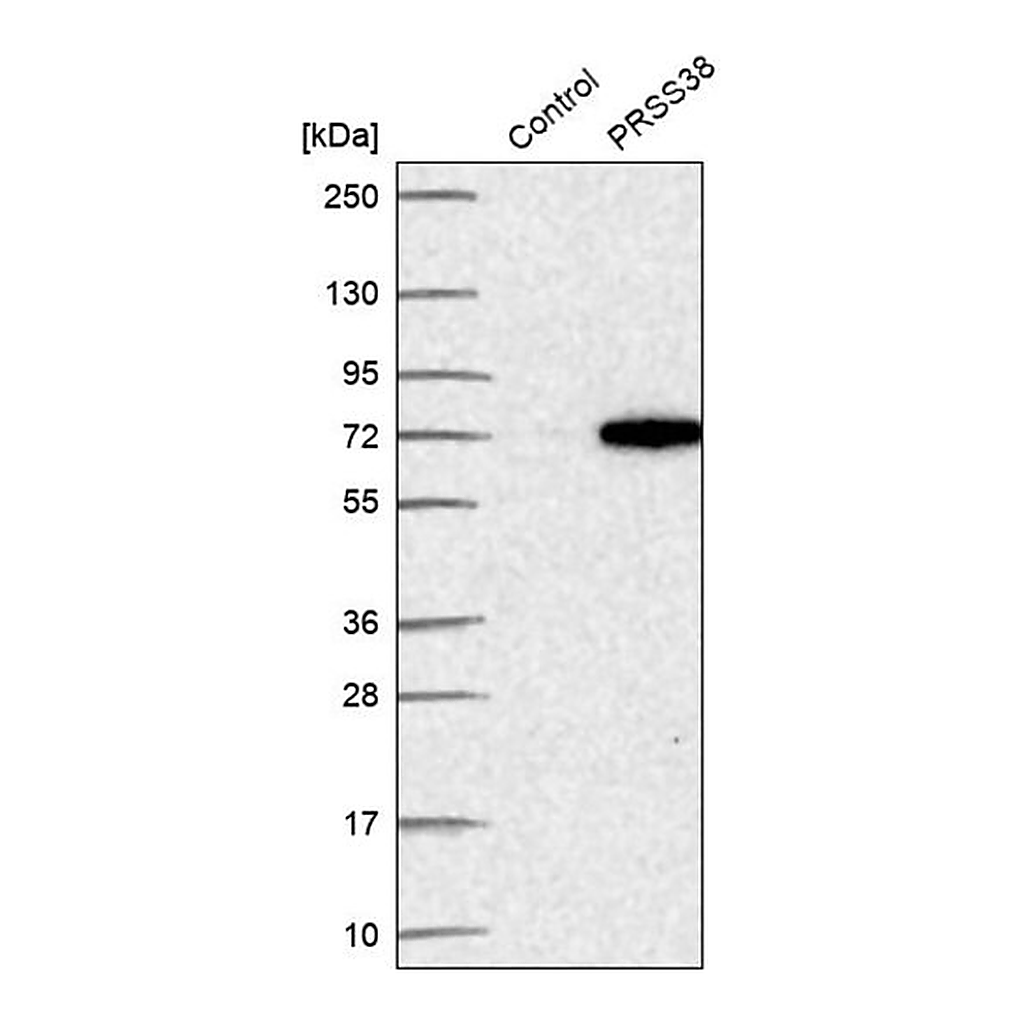 Merck Anti-PRSS38 antibody produced in rabbit