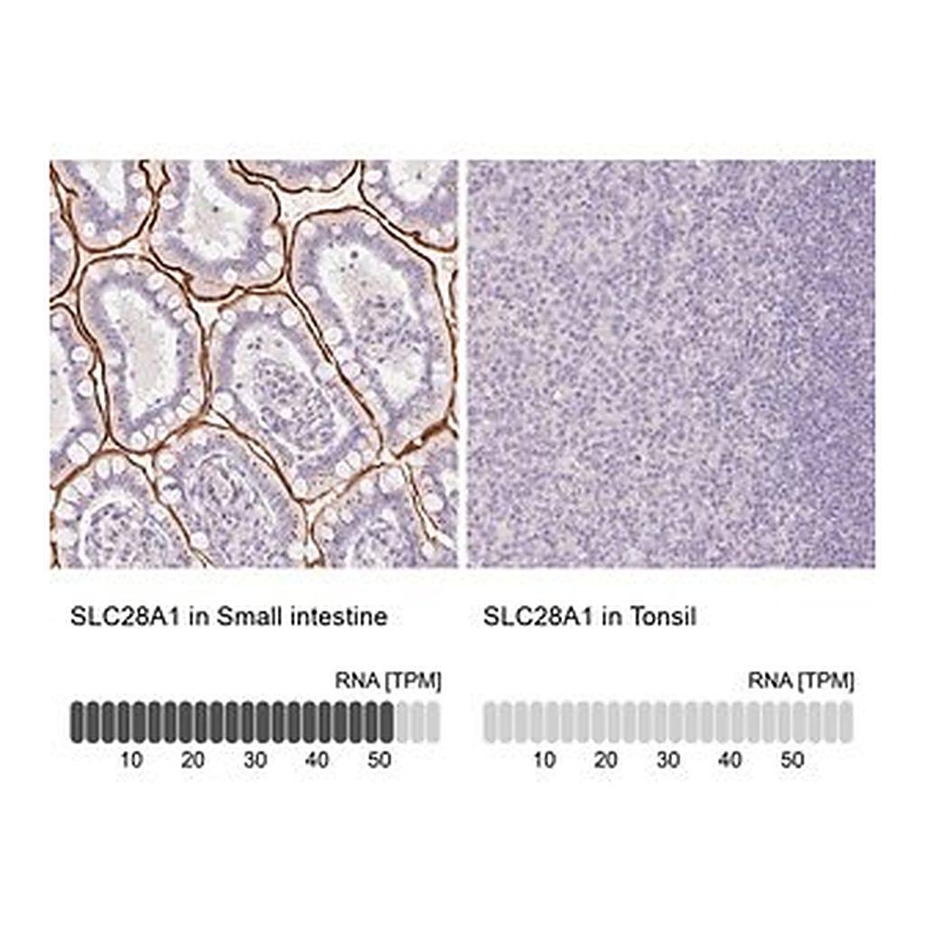 Merck Anti-SLC28A1 antibody produced in rabbit
