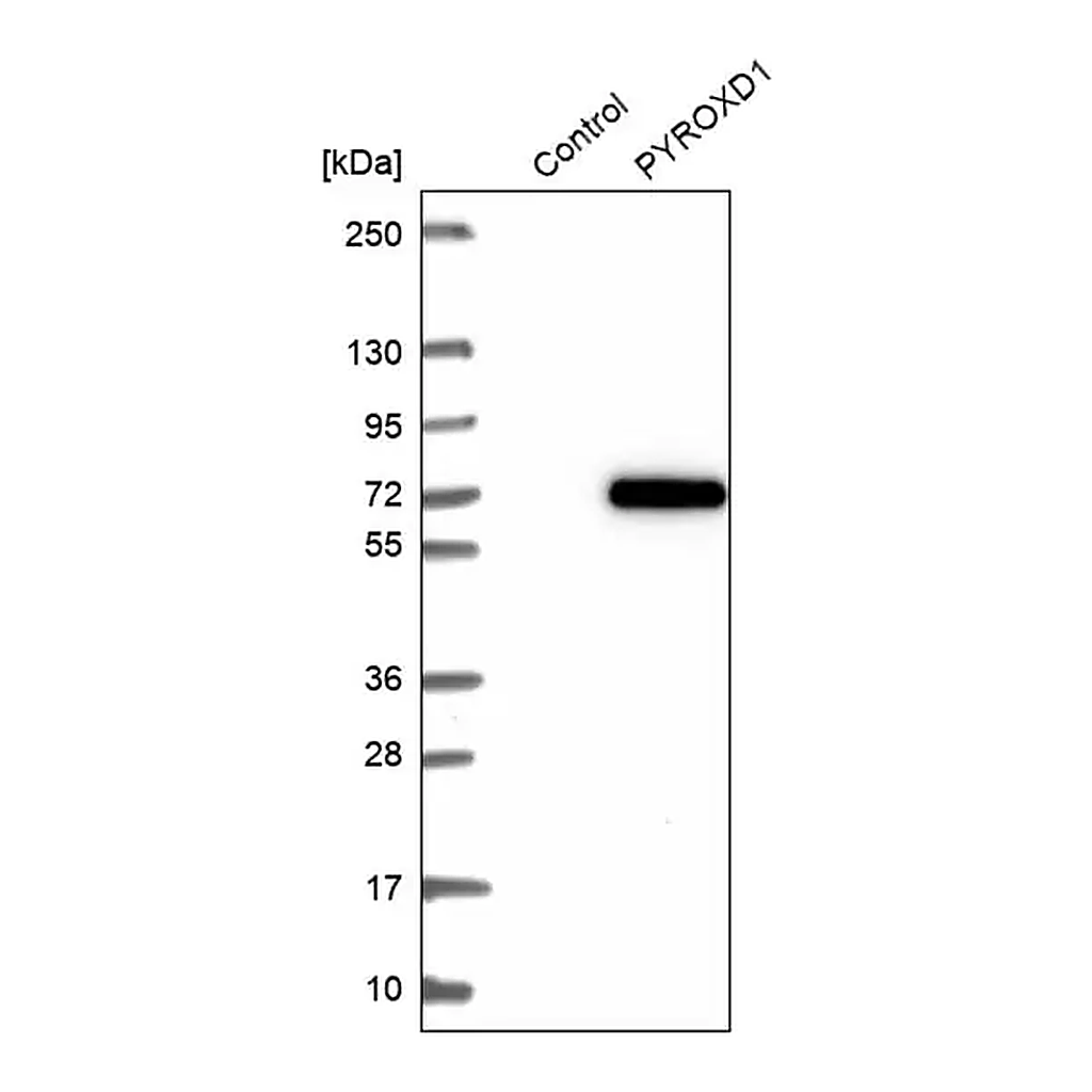 Merck Anti-PYROXD1 antibody produced in rabbit