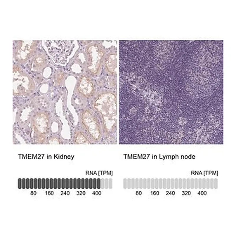 Merck Anti-TMEM27 antibody produced in rabbit