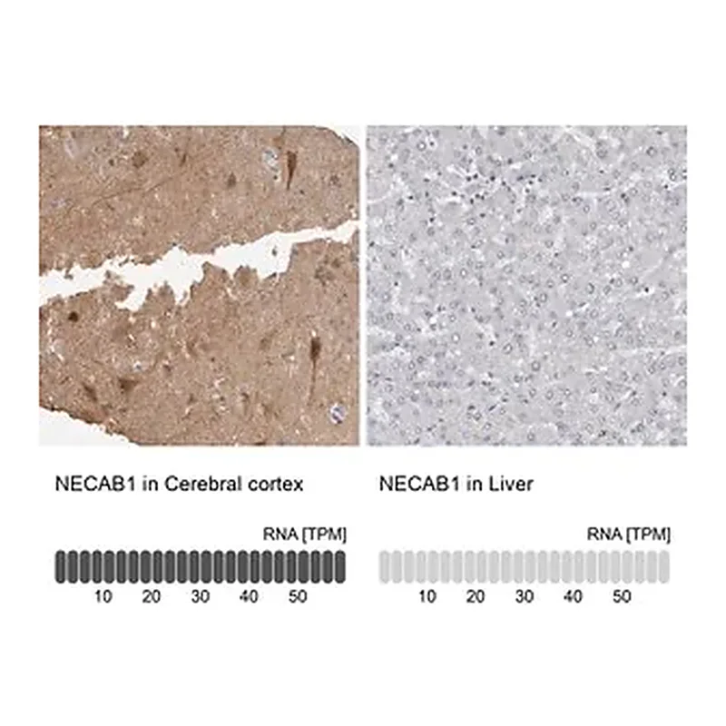 Merck Anti-NECAB1 antibody produced in rabbit