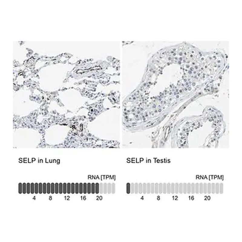 Merck Anti-SELP antibody produced in rabbit