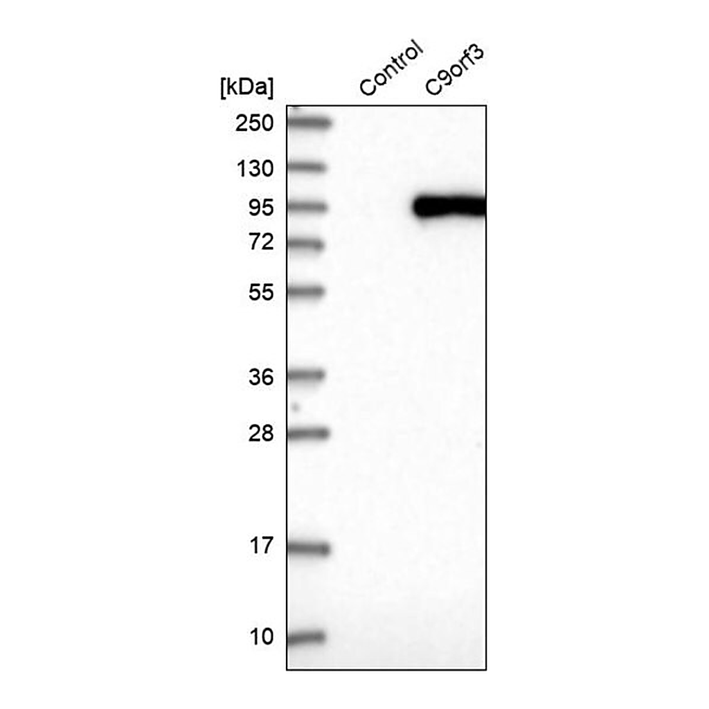 Merck Anti-C9orf3 antibody produced in rabbit