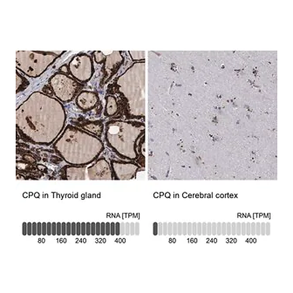 Merck Anti-CPQ antibody produced in rabbit