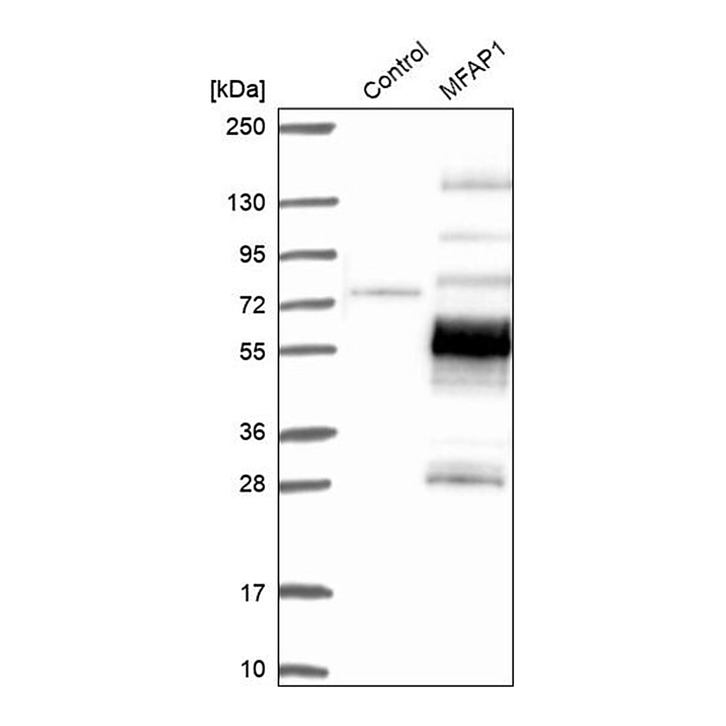 Merck Anti-MFAP1 antibody produced in rabbit