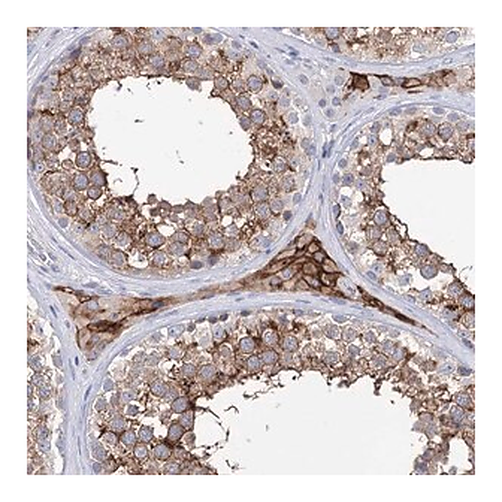Merck Anti-BBS4 antibody produced in rabbit