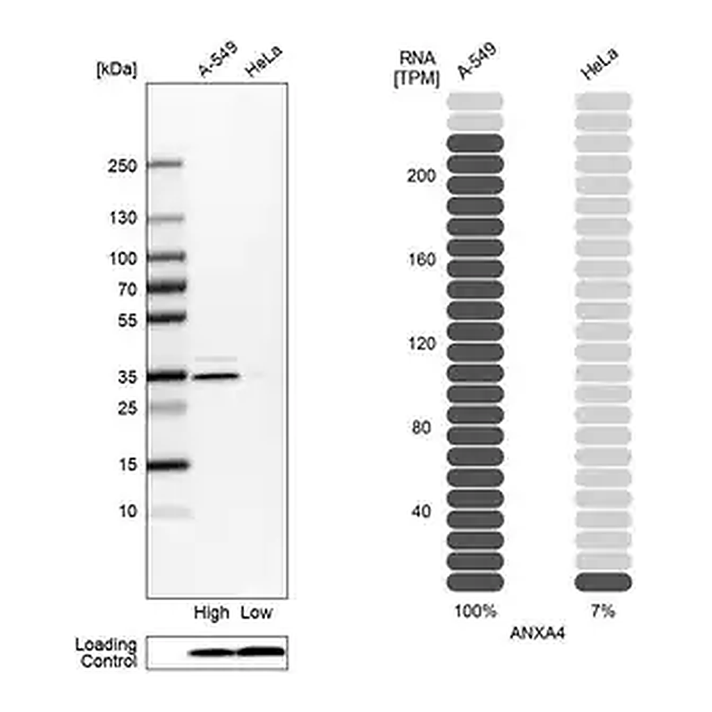 Merck Anti-ANXA4 antibody produced in rabbit