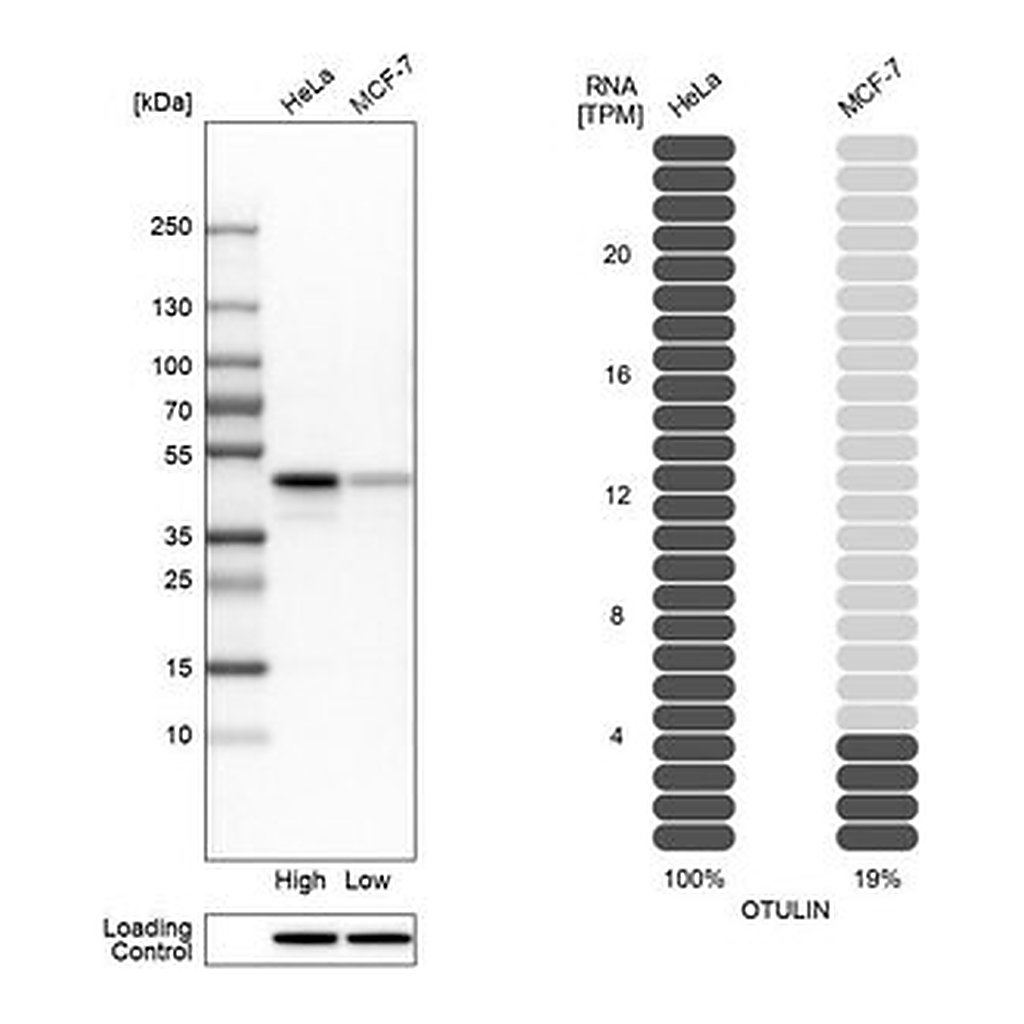 Merck Anti-OTULIN antibody produced in rabbit