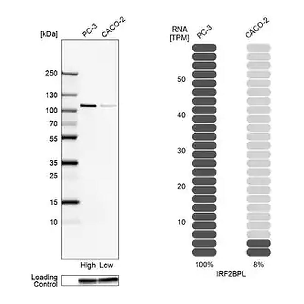 Merck Anti-IRF2BPL antibody produced in rabbit