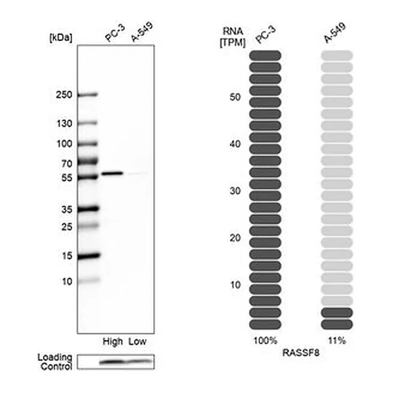 Merck Anti-RASSF8 antibody produced in rabbit
