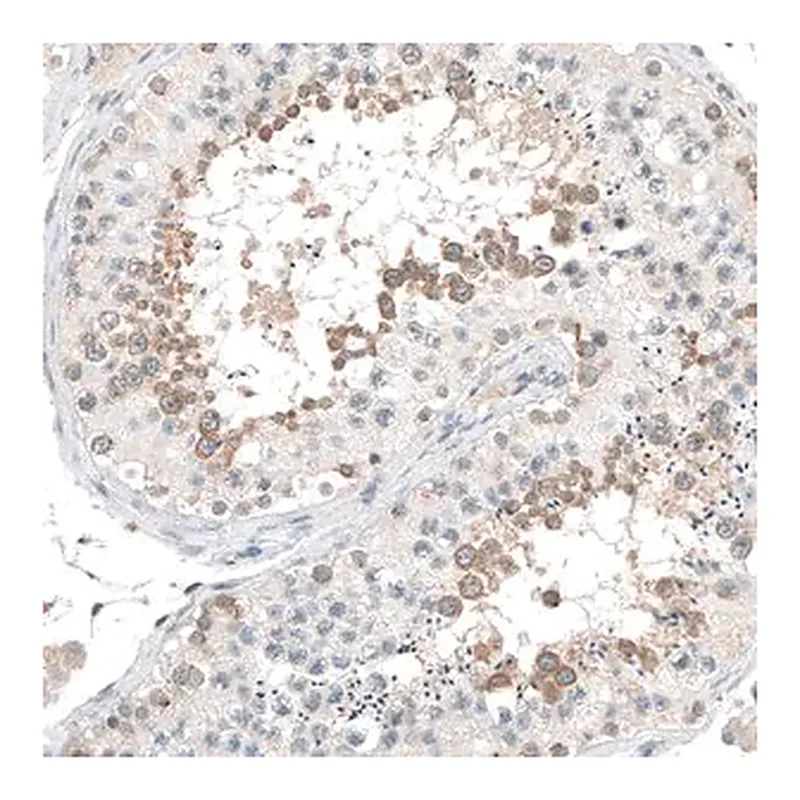 Merck Anti-CEP131 antibody produced in rabbit