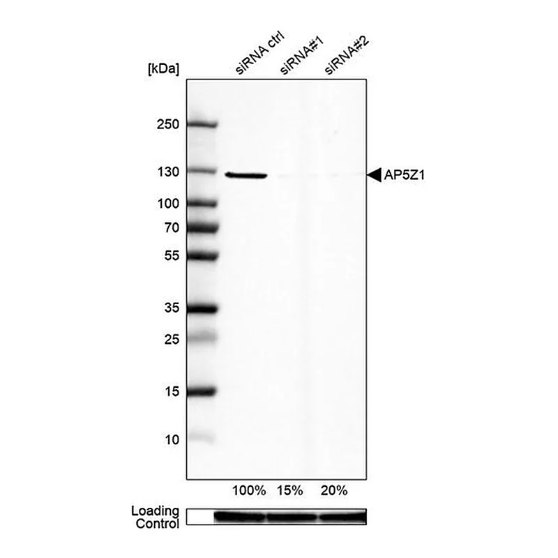 Merck Anti-AP5Z1 antibody produced in rabbit