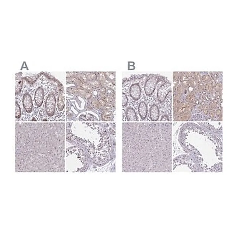 Merck Anti-RBL1 antibody produced in rabbit