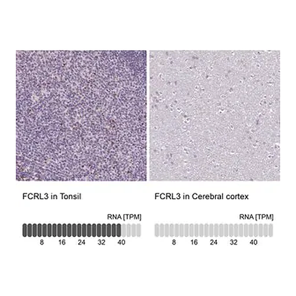 Merck Anti-FCRL3