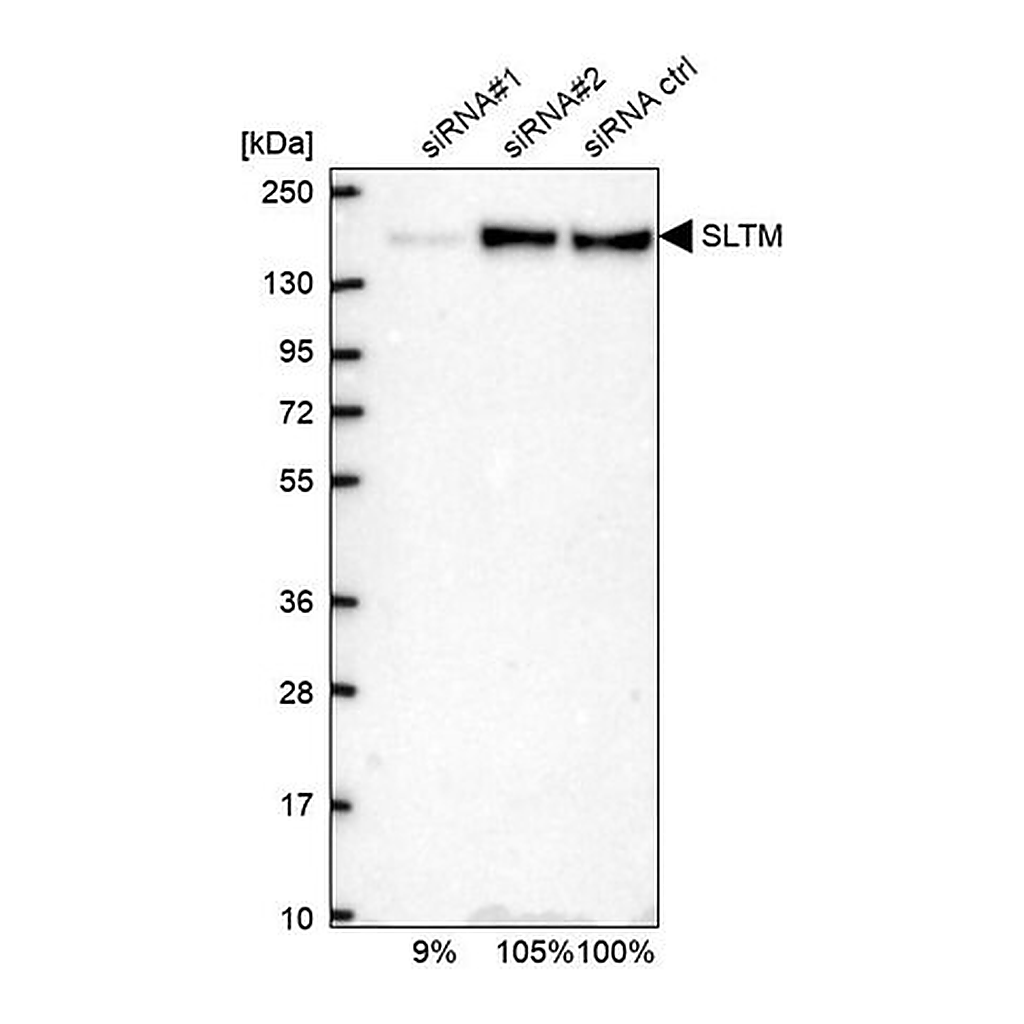Merck Anti-SLTM antibody produced in rabbit