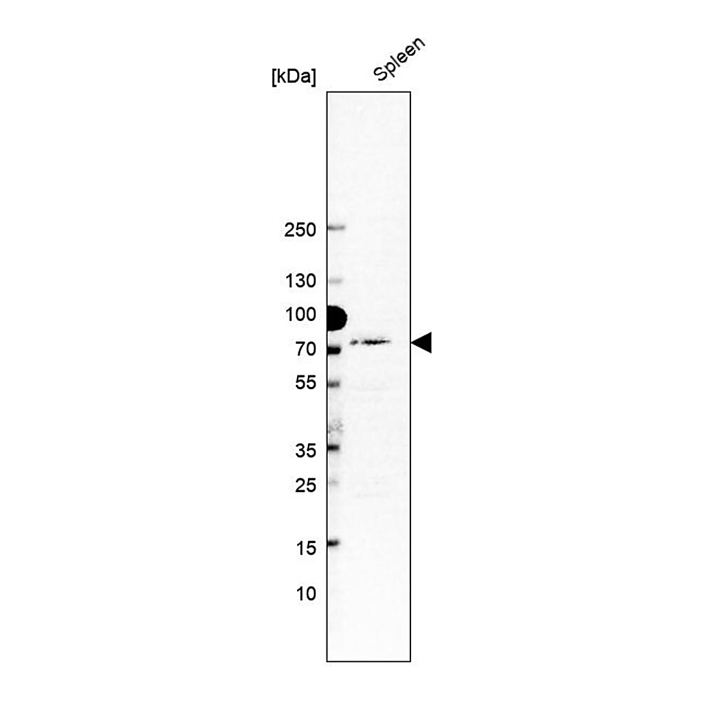 Merck Anti-MX1 antibody produced in rabbit