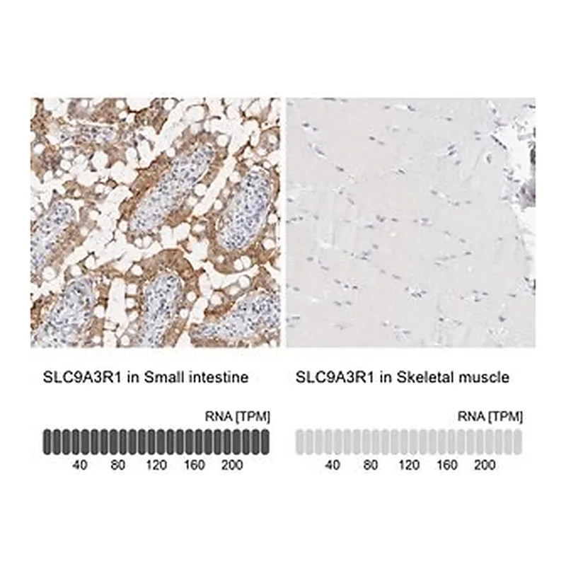 Merck Anti-SLC9A3R1 antibody produced in rabbit