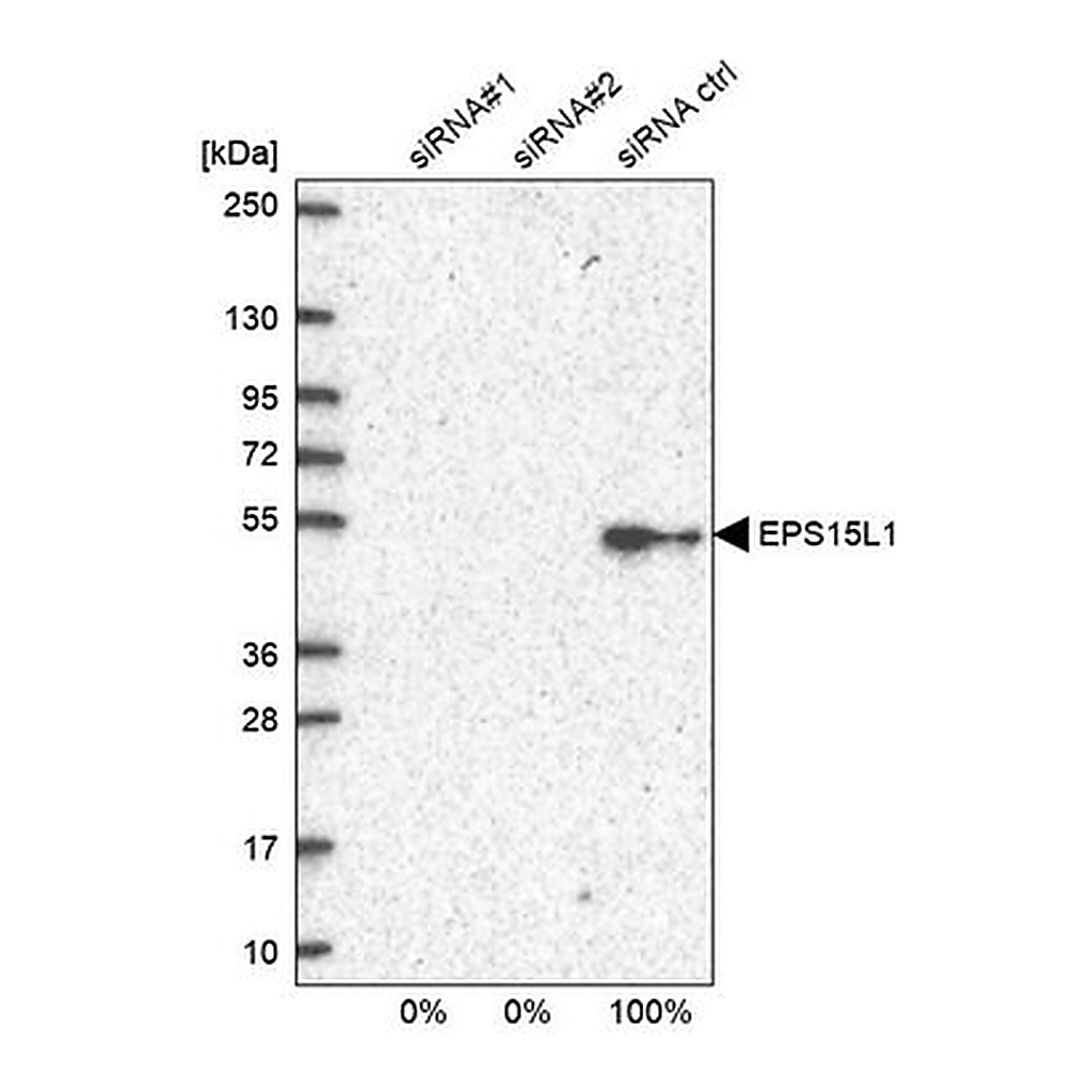 Merck Anti-EPS15L1 antibody produced in rabbit