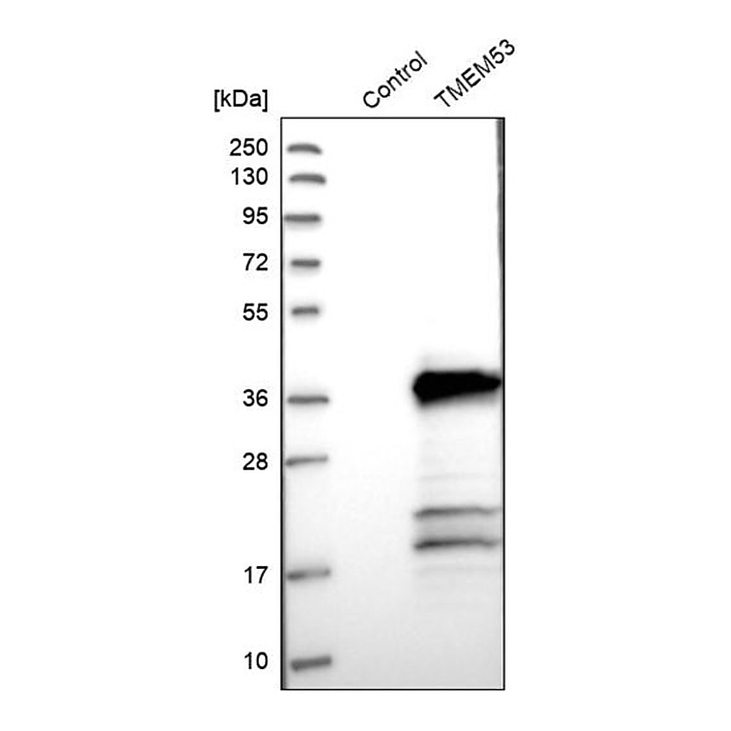 Merck Anti-TMEM53 antibody produced in rabbit