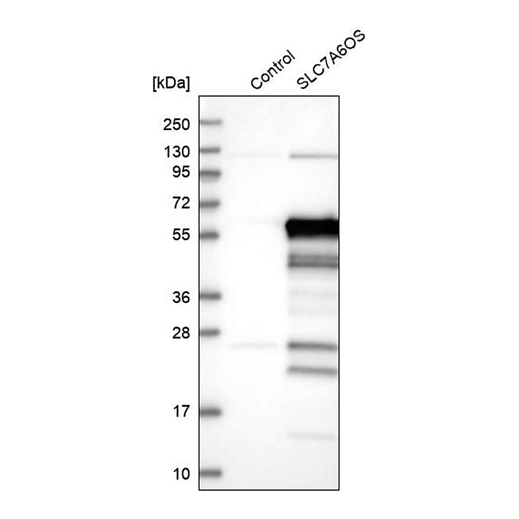 Merck Anti-SLC7A6OS antibody produced in rabbit